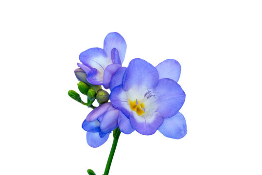 Blue freesias