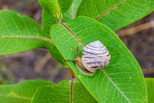 A snail on a leaf