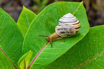 A snail on a leaf