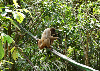 feeding wild monkeys in a national park in the Amazon in Brazil