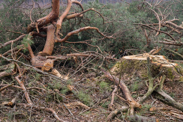 deforestration - cut pine branches