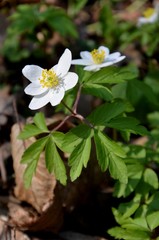 closeup. white anemone grows in the forest on  wild forest flowers in spring. anemones buds. first spring forest flowers. rare flowers
