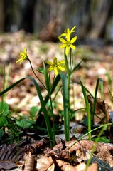 closeup. yellow gagea minima grows in the forest.  wild forest flowers in spring. first spring forest yellow flowers. rare flowers
