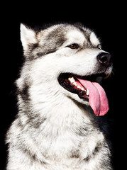 dog looks sideways on a black background, breed Alaskan Malamute