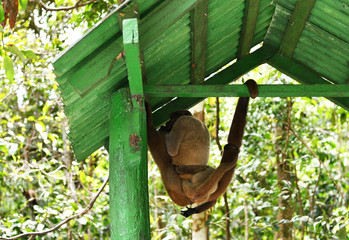 feeding wild monkeys in a national park in the Amazon in Brazil
