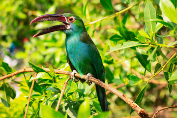 Colorful toucan. A bird with a large beak. Contact Zoo.