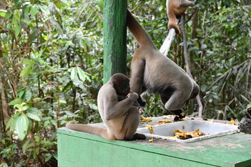feeding wild monkeys in a national park in the Amazon in Brazil
