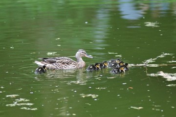 Nature of Ukraine in the spring