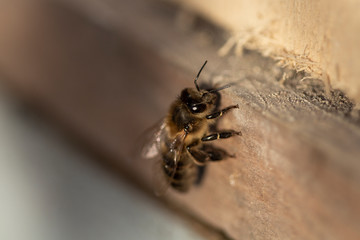 Abeja obrera