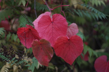 pink leaves of vitis amurens in autumn