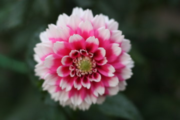 dahlia fuzzy wuzzy hybrid vibrant pink and white colors