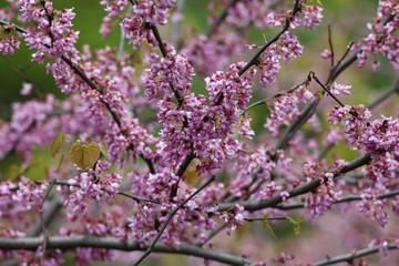 Obraz premium Nature of Ukraine in the spring