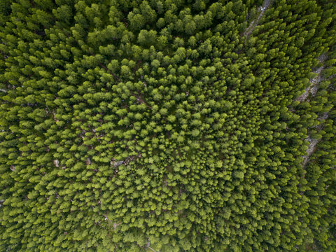 aerial top down view on the green pine forest © Simon