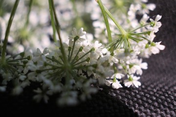 Nature of Ukraine in the spring