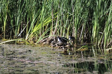 Nature of Ukraine in the spring