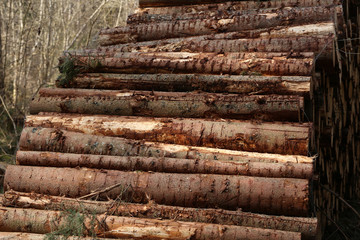 Sawn logs lie on the edge of the forest