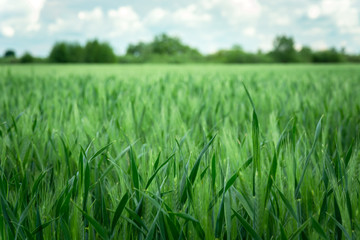Green barley field, zooming in and focusing on the foreground