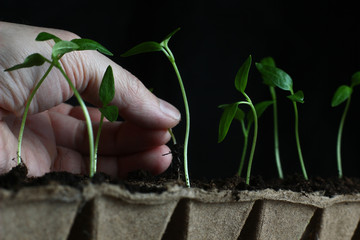 transplanting garden seedlings into peat pots