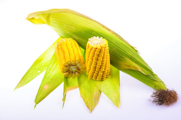Ripe corn on the cob on a white background
