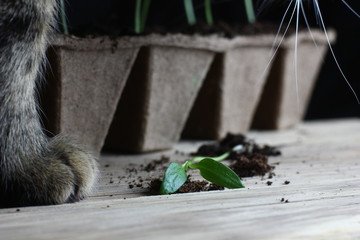 a pepper seedling that fell out of a peat pot on a blurred background with cat's paws