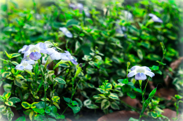 White tulip hydrangea flower, petunia lily gerbera Daisy Daffodil family in full sun in bloom. Summer environment nature Backgrounds photography.
