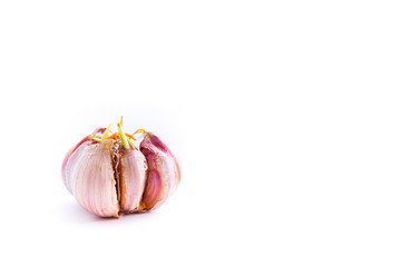 garlic that has grown buds on it, against a white background and copy spacegarlic that has grown buds on it, isolated white background and copy space