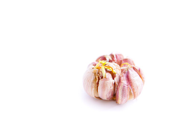 garlic that has grown buds on it, isolated white background and copy space