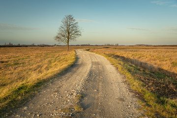 Gravel road through dry meadows, lonely tree without leaves, evening beauty view