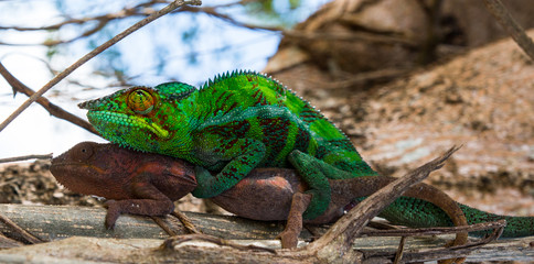 Naklejka na ściany i meble male and female panther chameleon in natural habitat