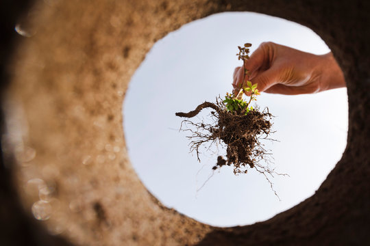 Hand plants a seedling - view from below