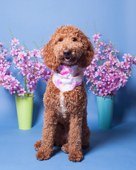 Portrait of a brown poodle sitting in front of colourful pots of flowers.