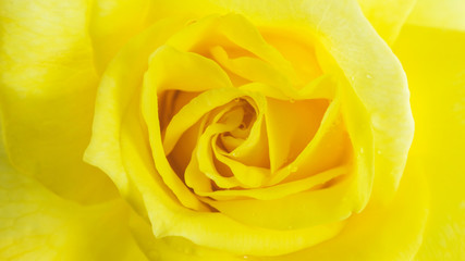 フリージアという黄色いバラ