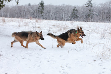 Two German Shepherds playing in a snowy field beside a forest.