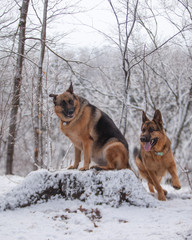 Two German Shepherd dogs playing in a snow covered forest.