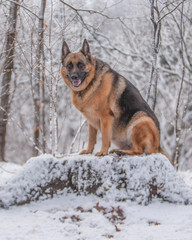 Female German Shepherd dog sitting on a snow covered stump in a forest.