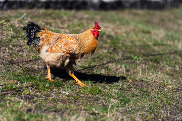 Chicken and rooster on a farm. Free grazing. Ecological farm.