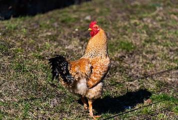 Chicken and rooster on a farm. Free grazing. Ecological farm.