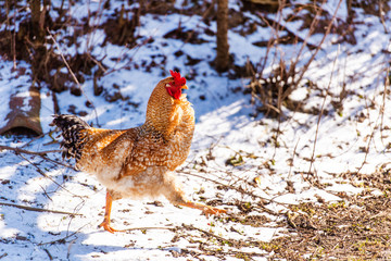 Chicken and rooster on a farm. Free grazing. Ecological farm.