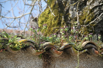 Unwanted flora weeds on roof tiles