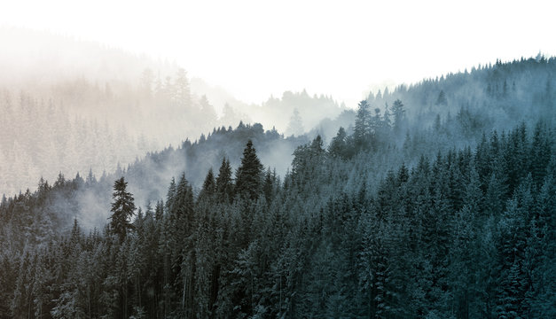 Green mountain forest in the fog. Evergreen spruce and pine trees on the slopes.