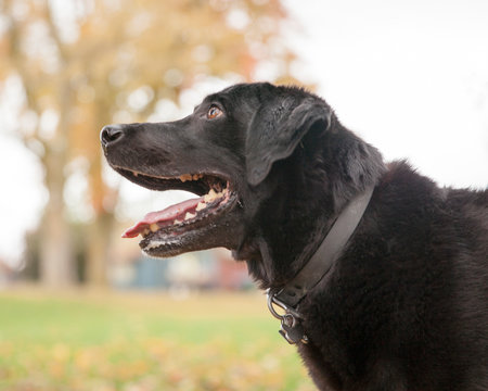 Profile of a happy black labrador dog in a park.