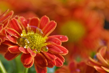 red chrysanthemum with a drop of water