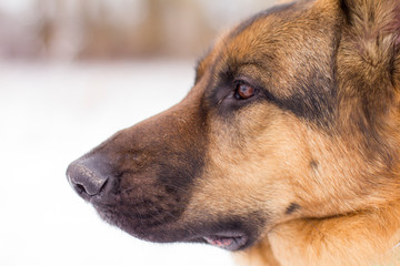 Closeup profile portrait of a German Shepherd dog,