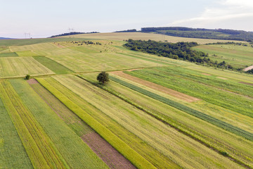 Fototapeta premium Aerial view of green agriculture fields in spring with fresh vegetation after seeding season.