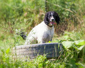 A shaggy black and white dog sitting in a tire in the grass.