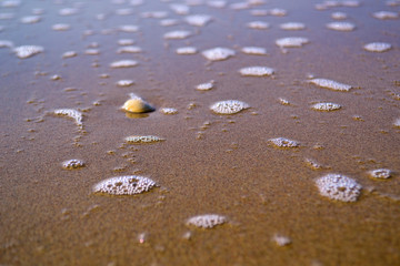 foam and shells on a tropical sandy beach, blurred background. Copy space for background