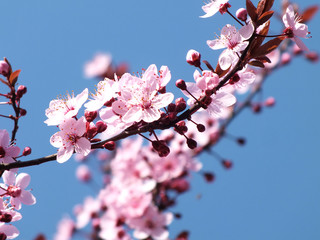 Kirschblüten