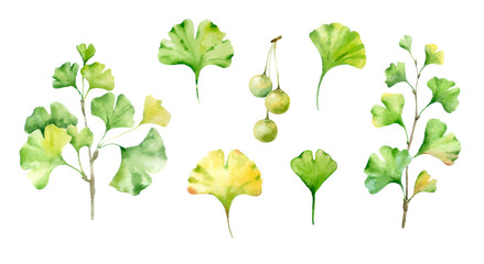 Ginkgo biloba illustration.Watercolor hand painted illustration isolated on white background.