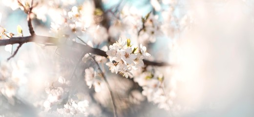 Obraz na płótnie Canvas spring tree blossom flowers isolated