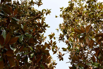 Lively beautiful frame, natural background of many leaves around the edges. Yellow and red bright leaves on the branches.